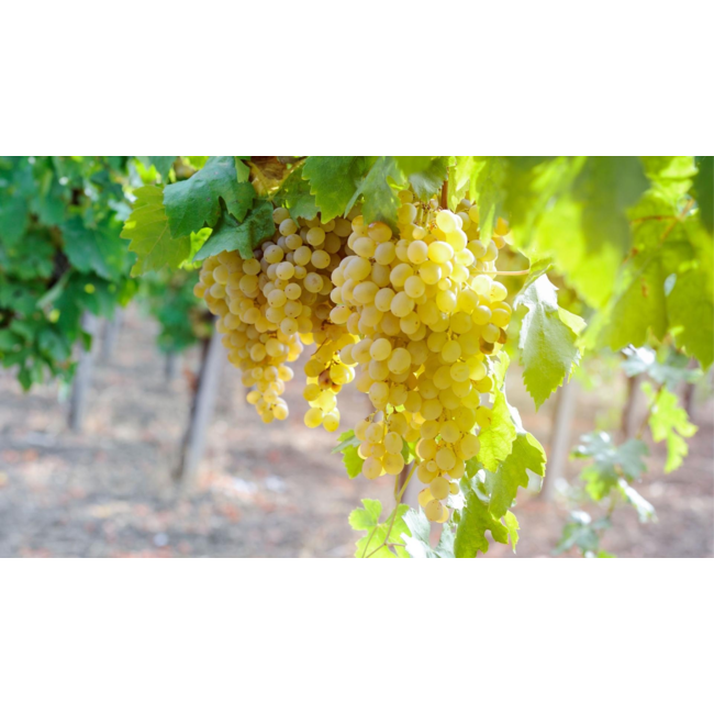 Soopjeshoogte Chenin Blanc - Western Cape, Zuid-Afrika