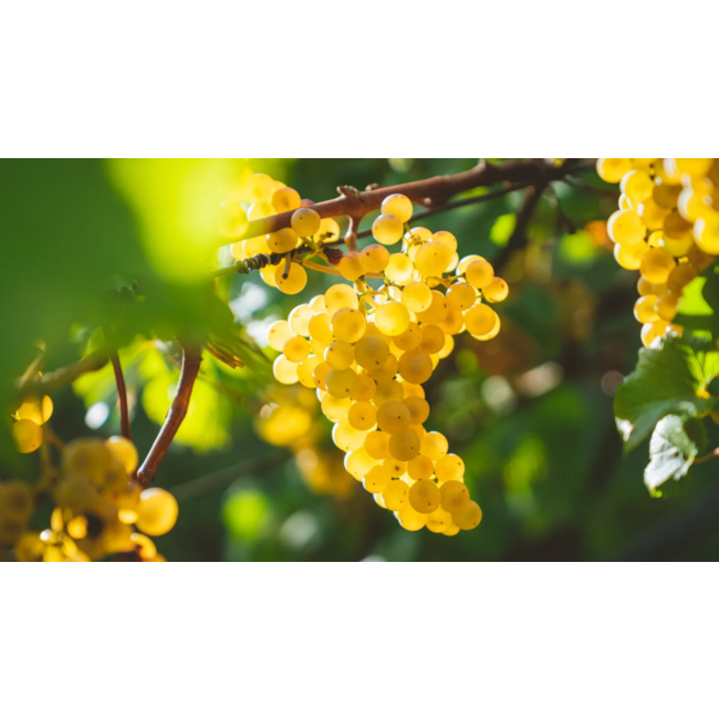 Soopjeshoogte Chardonnay - Western Cape, Zuid-Afrika