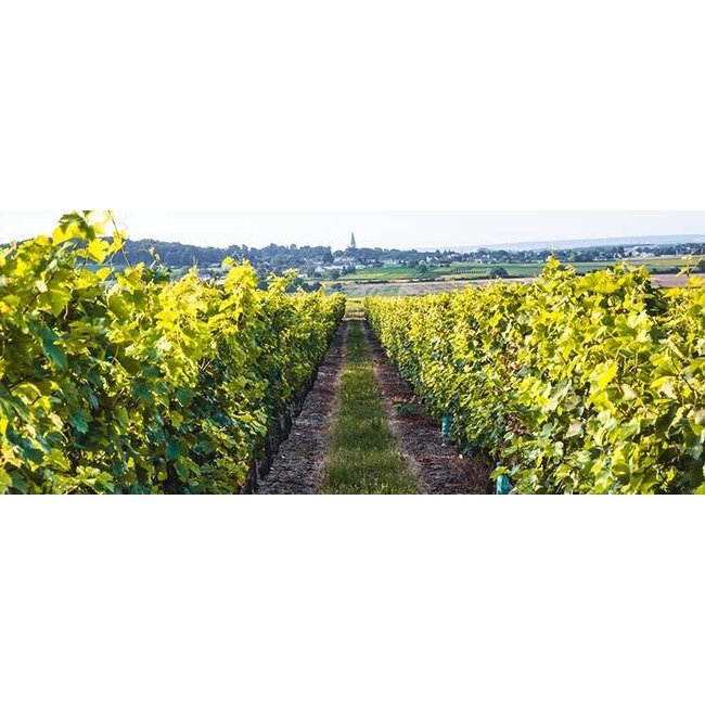 The Finest Grapes Nr. 21 Cuvée Unique - Pays d'Oc, Frankrijk