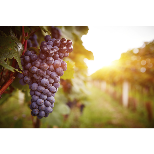 The Finest Grapes Nr. 62 Cuvée Unique rosé - Pays d'Hérault, Frankrijk