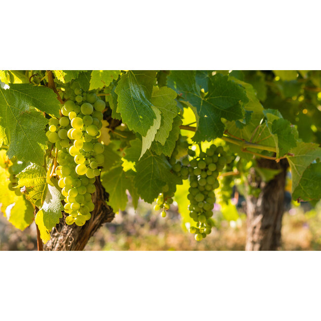 The Finest Grapes Nr. 21 Cuvée Unique - Pays d'Oc, Frankrijk