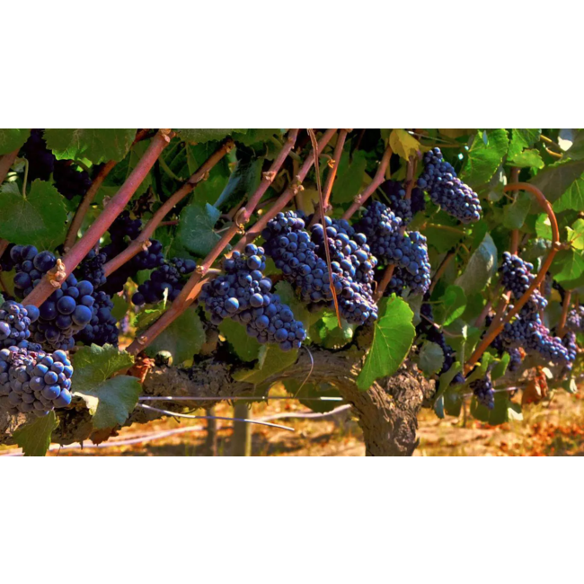 Viñas Argentinas Malbec - Mendoza, Argentinië