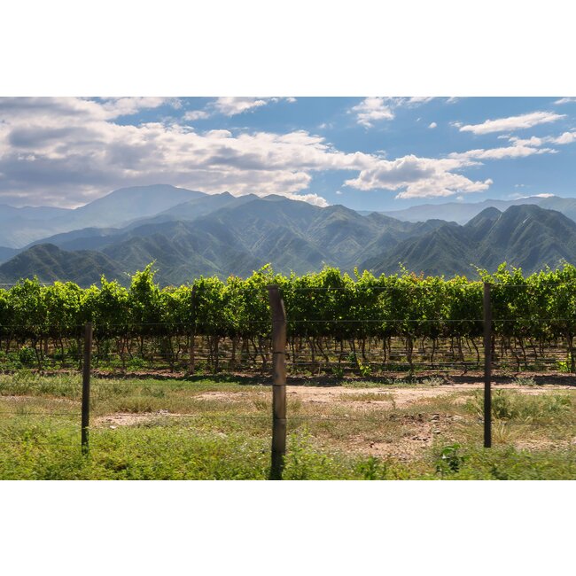 Viñas Argentinas Malbec - Mendoza, Argentinië