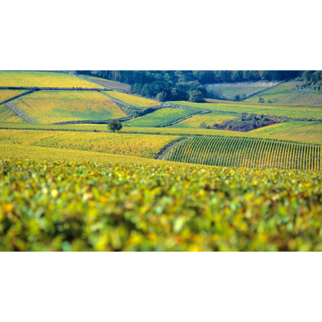 Chablis 1er Cru Fourchaume 2023 Domaine Nathalie & Gilles Fèvre - Bourgogne, Frankrijk