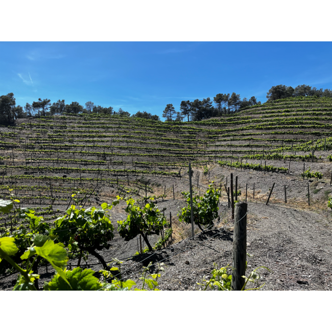 Celler de l'Era MIM Montsant D.O. 2015 - Montsant, Spanje