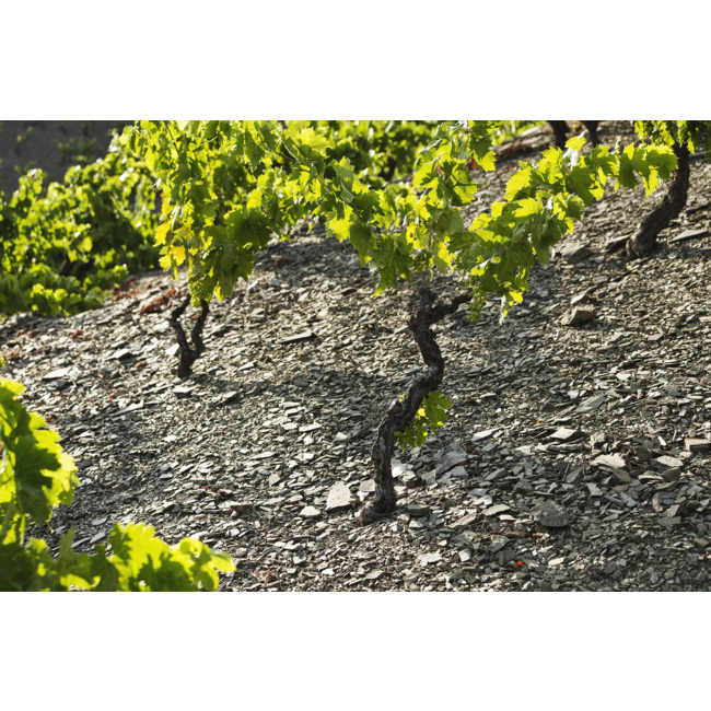 Celler de l'Era MIM Montsant D.O. 2015 - Montsant, Spanje