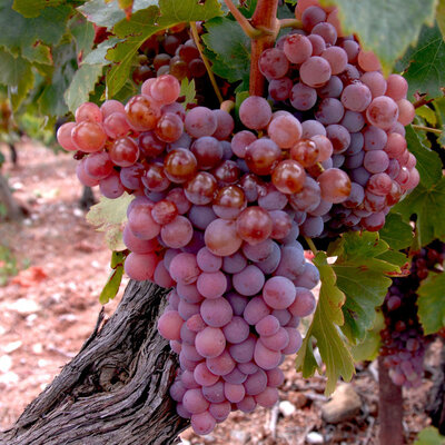 Grenache Gris