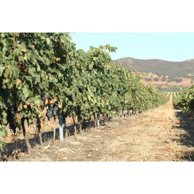 Pago del Vicario Penta 2021 - Castilla-La Mancha, Spanje