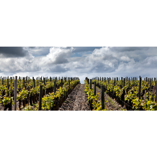 Château d'Armailhac 5e Cru Pauillac 2022 - Pauillac, Bordeaux, Frankrijk