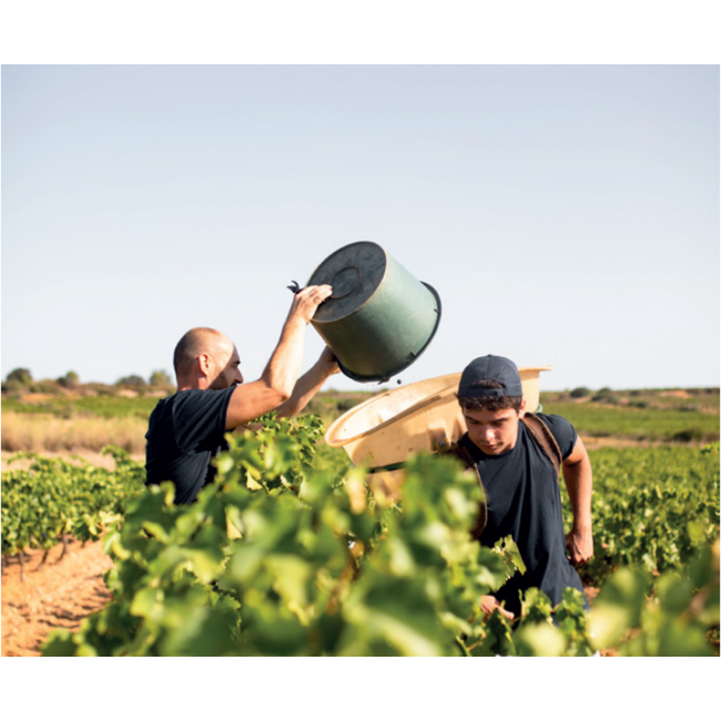 Vignobles Dom Brial Rivesaltes Ambré Hors d'âge Vin Doux Naturel - Rivesaltes, Frankrijk