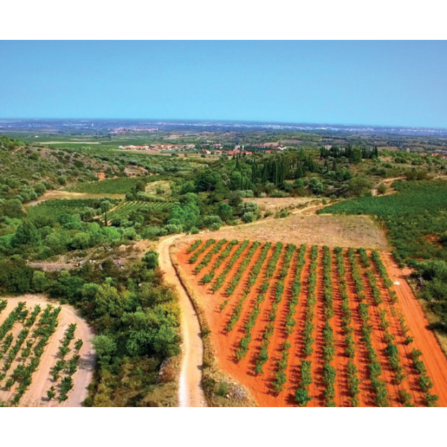 Vignobles Dom Brial Rivesaltes Ambré Hors d'âge Vin Doux Naturel - Rivesaltes, Frankrijk