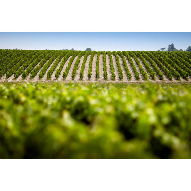 Lacoste-Borie Pauillac Château Grand-Puy-Lacoste 2018 - Pauillac, Bordeaux, Frankrijk