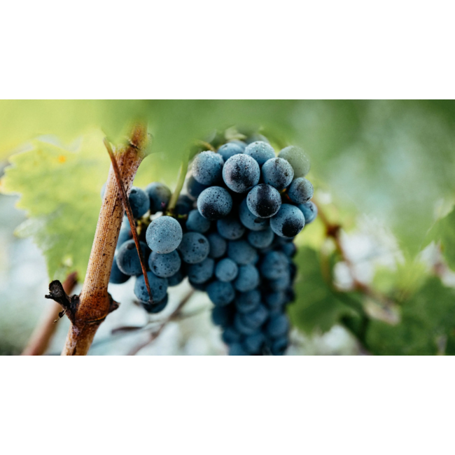 Château Brane-Cantenac 2e Cru Margaux 2015 - Margaux, Bordeaux, Frankrijk