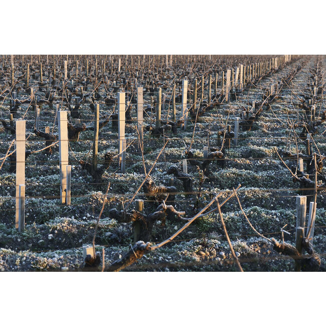 Château Langoa Barton 3e Cru Saint-Julien 2013 - Saint-Julien, Bordeaux, Frankrijk