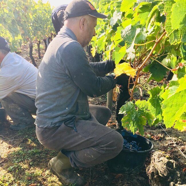Château Maillet Pomerol 2020 - Pomerol, Bordeaux, Frankrijk