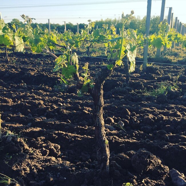 Château Maillet Pomerol 2020 - Pomerol, Bordeaux, Frankrijk