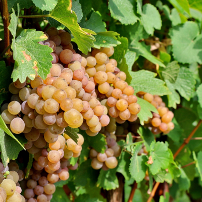 Sauvignon Gris