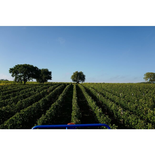 Château Marjosse Blanc 2017 Pierre Lurton - Entre-Deux-Mers, Bordeaux, Frankrijk