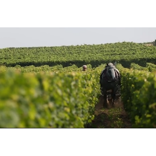 Château Angélus Tempo d'Angelus Bordeaux 2023 - Bordeaux, Frankrijk