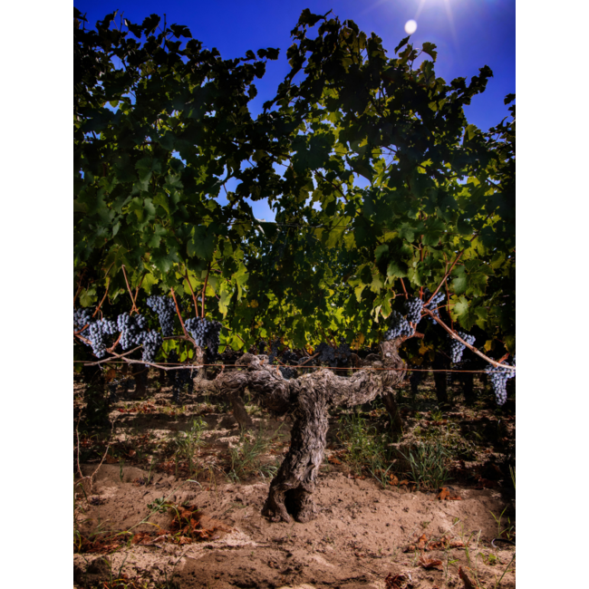 Château Angélus Tempo d'Angelus Bordeaux 2023 - Bordeaux, Frankrijk