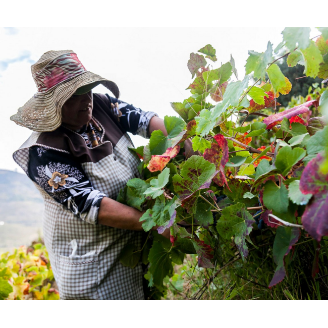 Quinta das Sequeirinhas 10 Y.O. White Porto - Douro, Portugal