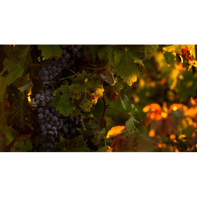 Château Branaire (Duluc-Ducru) 4e Cru Saint-Julien 1959 - Saint-Julien, Bordeaux, Frankrijk