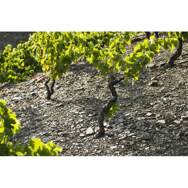 Celler de l'Era Ciscu Era D.O. - Montsant, Spanje