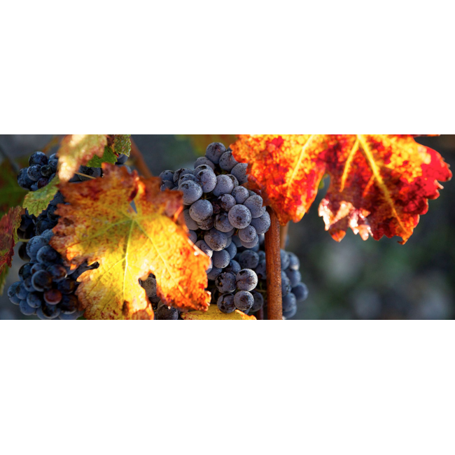 Château Mouton Rothschild 1e Cru Pauillac 2007 - Pauillac, Bordeaux, Frankrijk