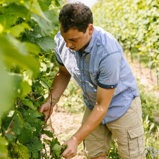 Weingut Jung Huxelrebe Trockenbeerenauslese Selzen Rheinlandpforte 0,5L - Undenheim, Rheinhessen, Duitsland