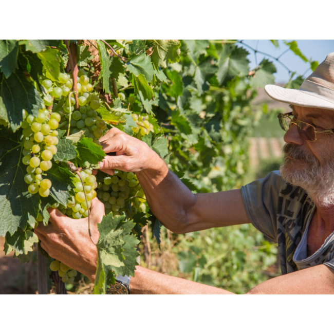 Logodaj Winery Nobile Chardonnay Barrel Fermented - Struma Vallei, Bulgarije