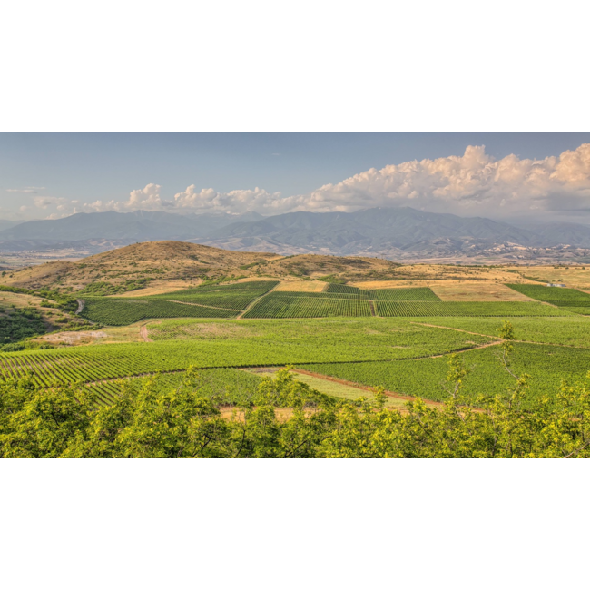 Logodaj Winery Melnik 55 Reserve Early Melnik Grape - Struma Vallei, Bulgarije - Copy