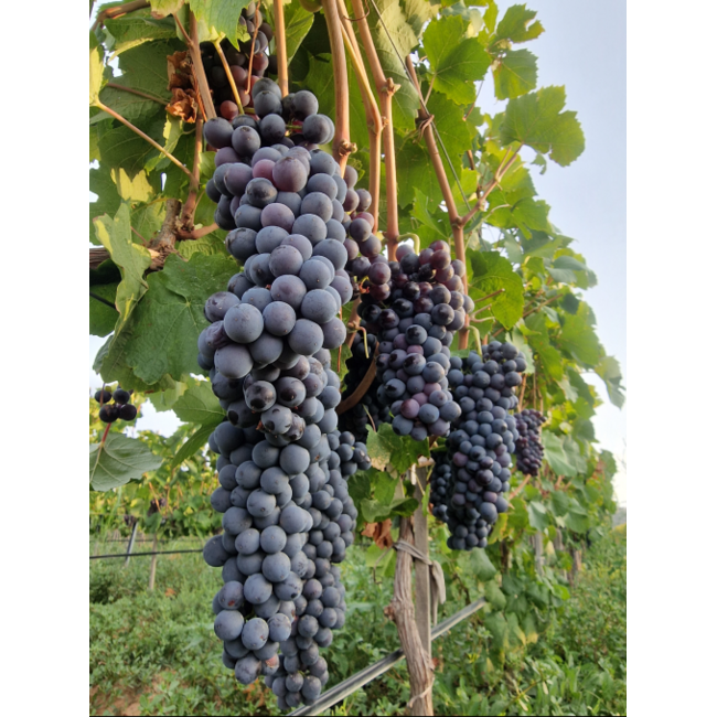 Logodaj Winery Melnik 55 Early Melnik Grape - Struma Vallei, Bulgarije