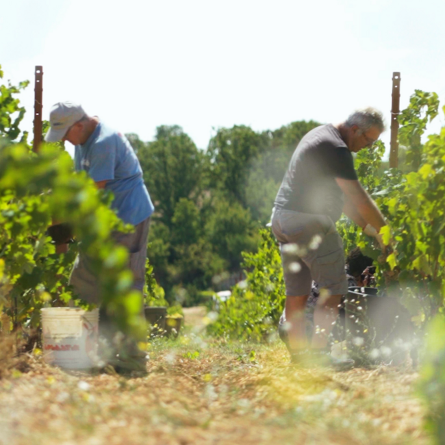 Tagaro Vermentino I.G.P. Verdazzo - Puglia, Italië