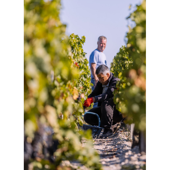 Château Haut-Pauillac Pauillac 2020 - Pauillac, Bordeaux, Frankrijk