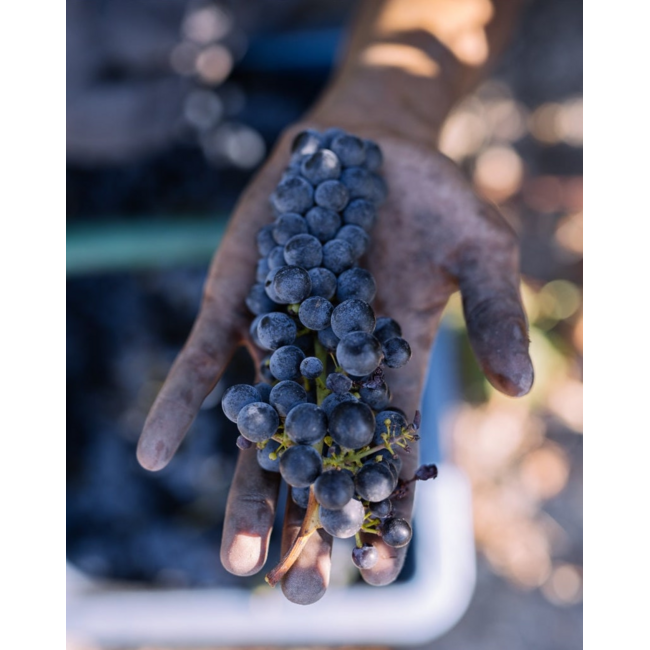 Château Haut-Pauillac Pauillac 2020 - Pauillac, Bordeaux, Frankrijk