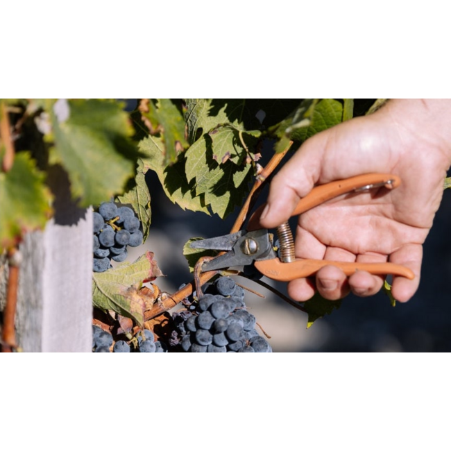 Château Haut-Pauillac Pauillac 2020 - Pauillac, Bordeaux, Frankrijk