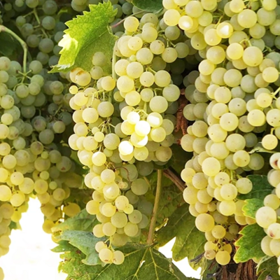 Trebbiano