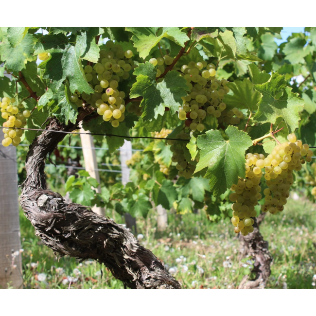 Château de Fuissé Pouilly-Fuissé Tête de Cuvée 2023 - Bourgogne, Frankrijk