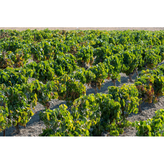 Bodegas Toro Albalá Don PX Pedro Ximénez Solera 1922 Montilla-Moriles D.O.P. 0,375L - Andalusië, Spanje