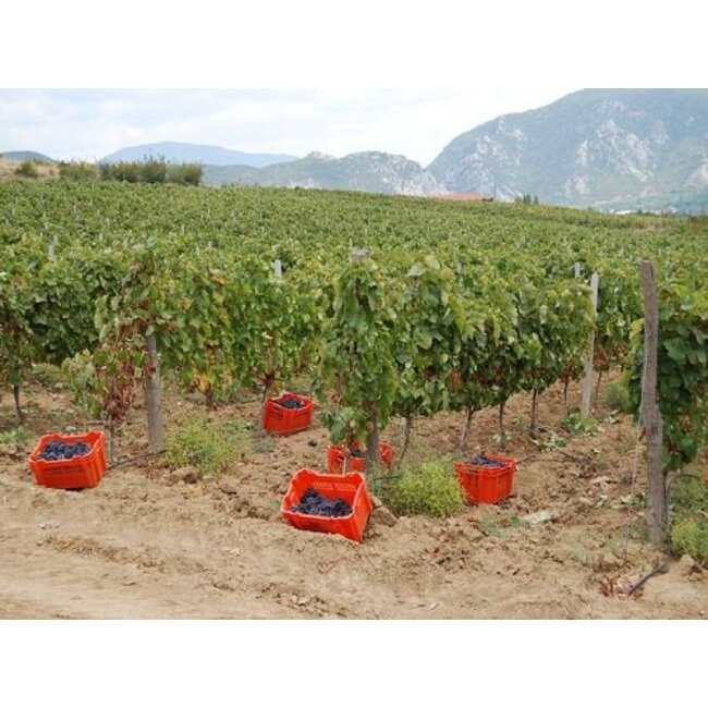 Popova Kula Winery Vranec Victory 2015 Single Vineyard - Demir Kapija, Noord-Macedonië - Copy