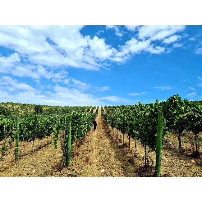 Vignamadre Desja Pinot Grigio Terre d'Abruzzo I.G.P. - Abruzzo, Italië - Copy