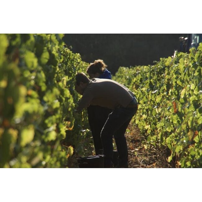 Château de Messey Crémant de Bourgogne Blanc de Blancs Brut Nature Les Cailloux 2022 - Bourgogne, Frankrijk