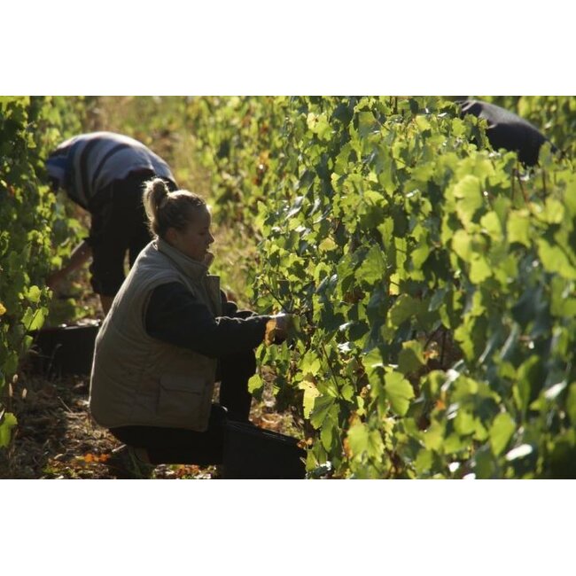 Château de Messey Crémant de Bourgogne Blanc de Blancs Brut Nature Les Cailloux 2022 - Bourgogne, Frankrijk