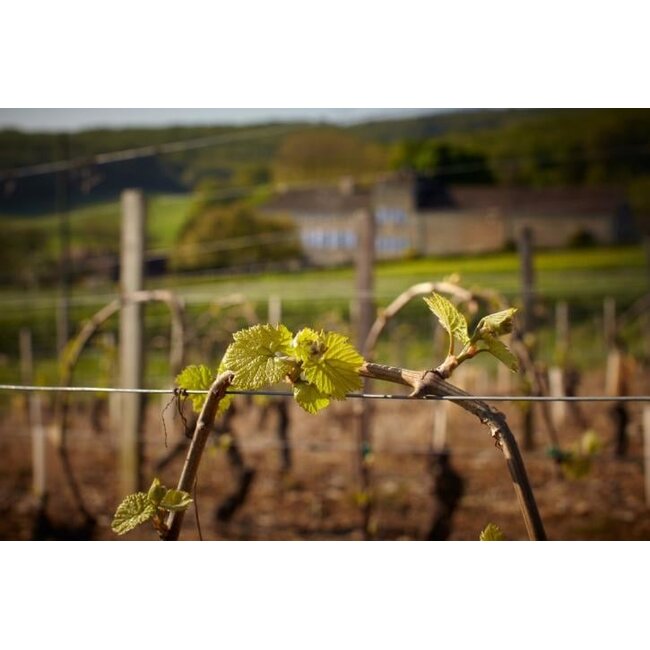 Château de Messey Mâcon-Chardonnay Roche 2022 - Bourgogne, Frankrijk