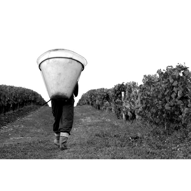 Château Poujeaux Moulis-en-Médoc 2024 - Moulis-en-Médoc, Bordeaux, Frankrijk
