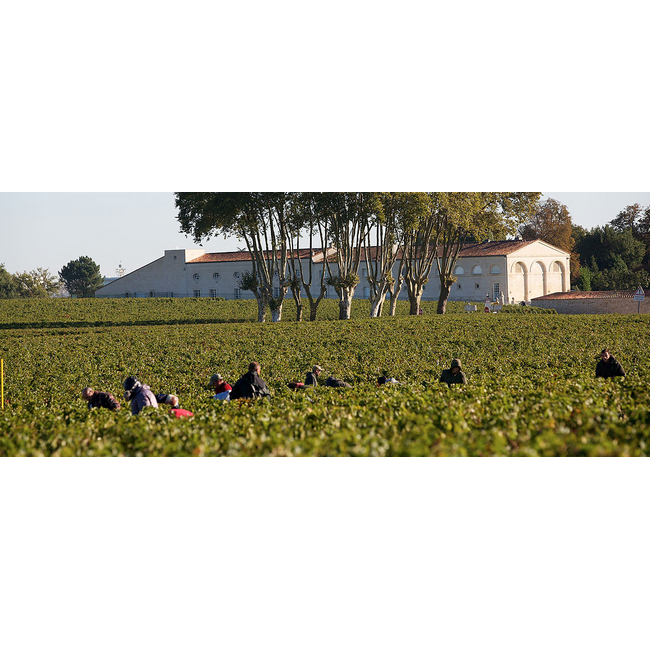 Château Mouton Rothschild 1e Cru Pauillac 2024 - Pauillac, Bordeaux, Frankrijk