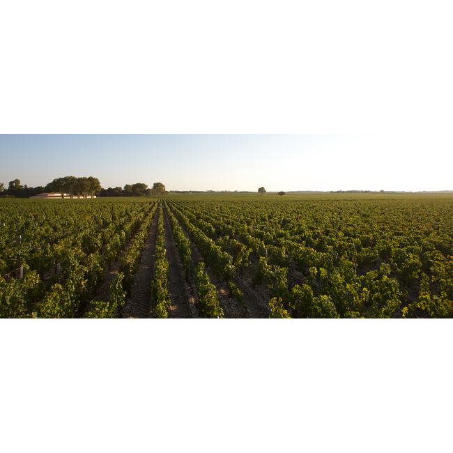 Château Mouton Rothschild 1e Cru Pauillac 2024 - Pauillac, Bordeaux, Frankrijk