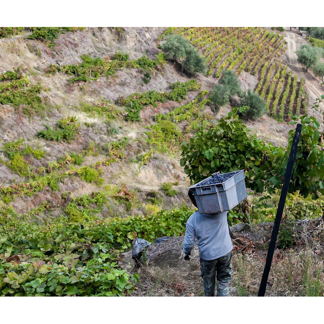Quinta das Sequeirinhas L.B.V. Late Bottled Vintage Porto 2021 - Douro, Portugal