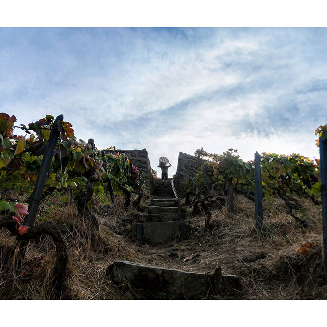Quinta das Sequeirinhas L.B.V. Late Bottled Vintage Porto 2021 - Douro, Portugal