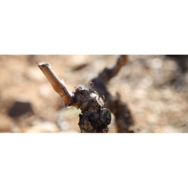 Bodegas Marqués de Reinosa Rioja Reserva Colección Privada Garnacha 2019 - Rioja, Spanje